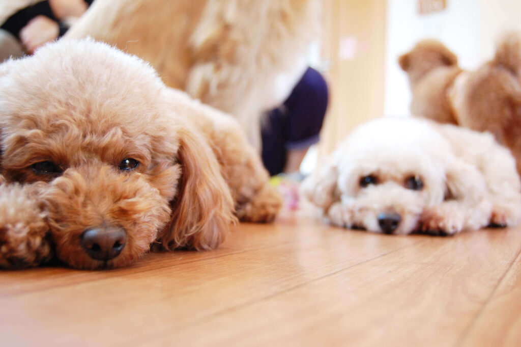 愛犬のしつけに頭を悩ませている飼い主さんへ、素晴らしいニュースがあります。それは「わんかーむ」という革新的なしつけ用おやつです。ここでは、この「わんかーむ」がどのようにして愛犬のしつけをサポートし、同時にワンちゃんのストレスケアにも役立つのか、その秘密を深堀りします。また、購入期間中に利用できる無料相談サービスについても詳しくご紹介します。